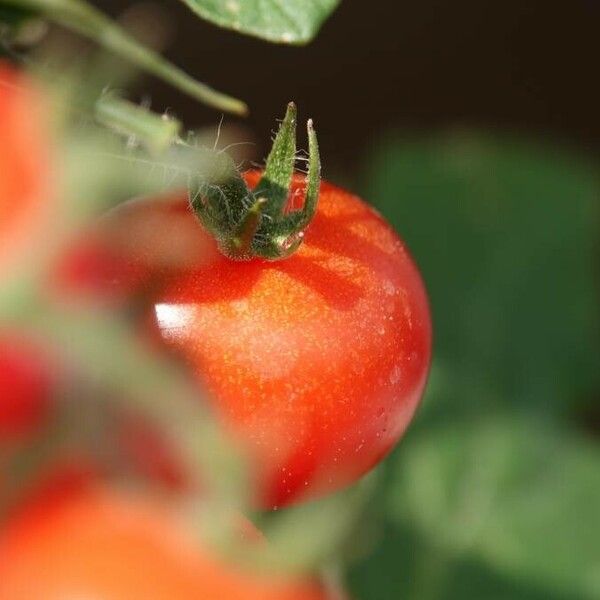 Solanum lycopersicum 果實