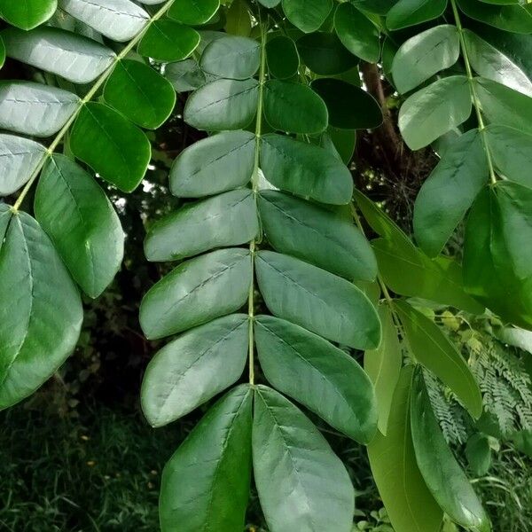 Albizia lebbeck Levél