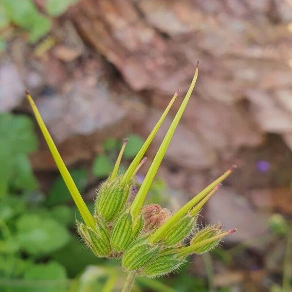 Erodium malacoides Fruto