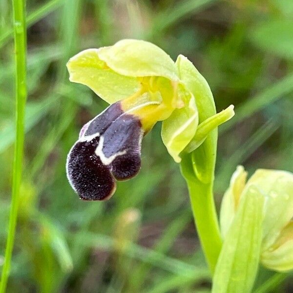 Ophrys × brigittae Žiedas