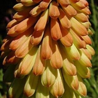 Kniphofia uvaria Õis