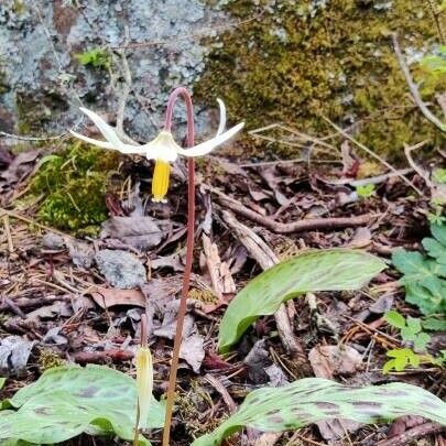 Erythronium oregonum ᱵᱟᱦᱟ