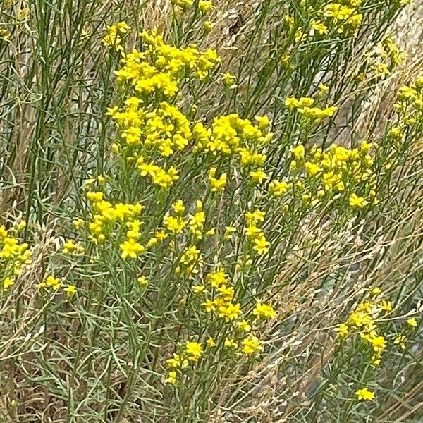 Gutierrezia sarothrae Flower