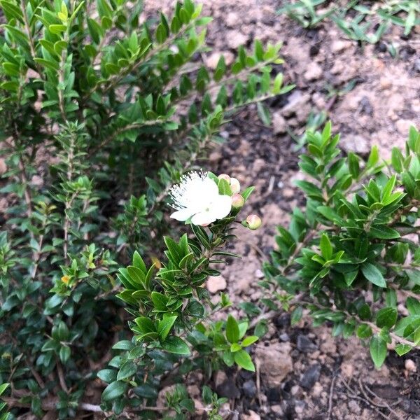 Myrtus communis Flower