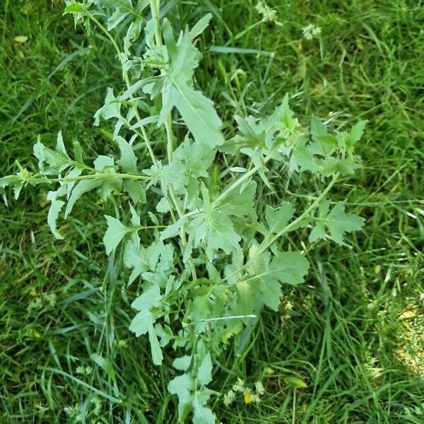 Sisymbrium officinale Leaf