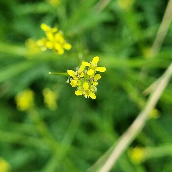 Sisymbrium officinale Floro