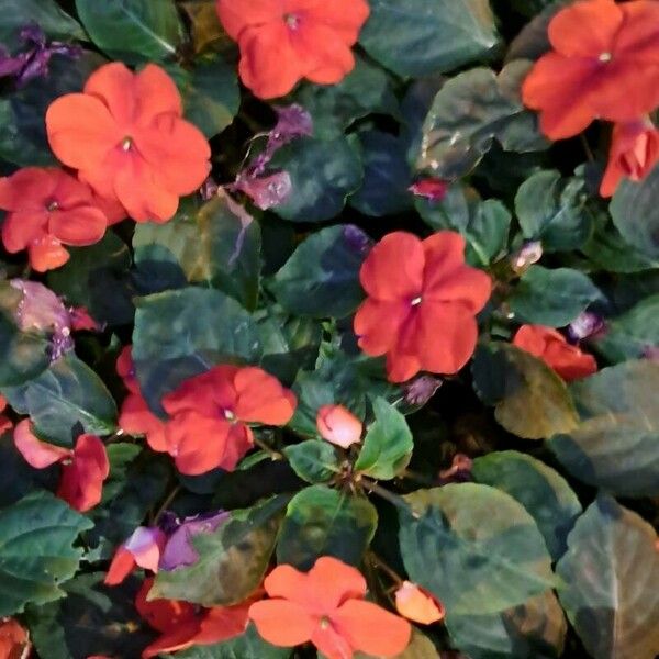 Impatiens walleriana Flor