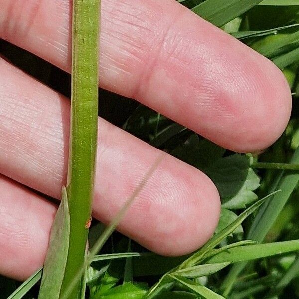 Neotinea ustulata Bark