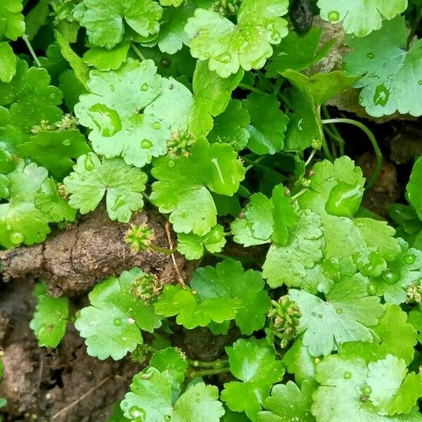 Hydrocotyle sibthorpioides Leaf