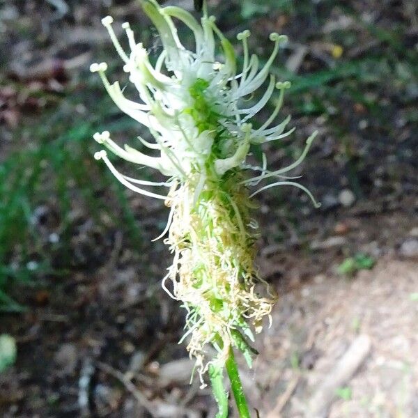 Phyteuma spicatum Flor