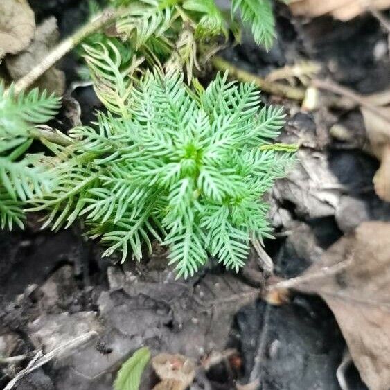 Myriophyllum aquaticum Foglia