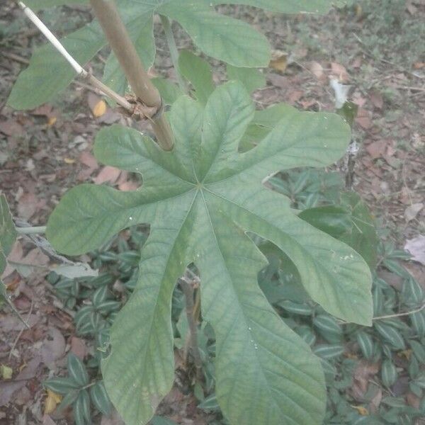 Cecropia albicans 葉