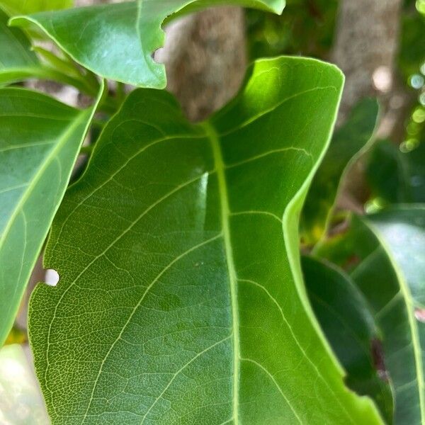 Pisonia subcordata Blad