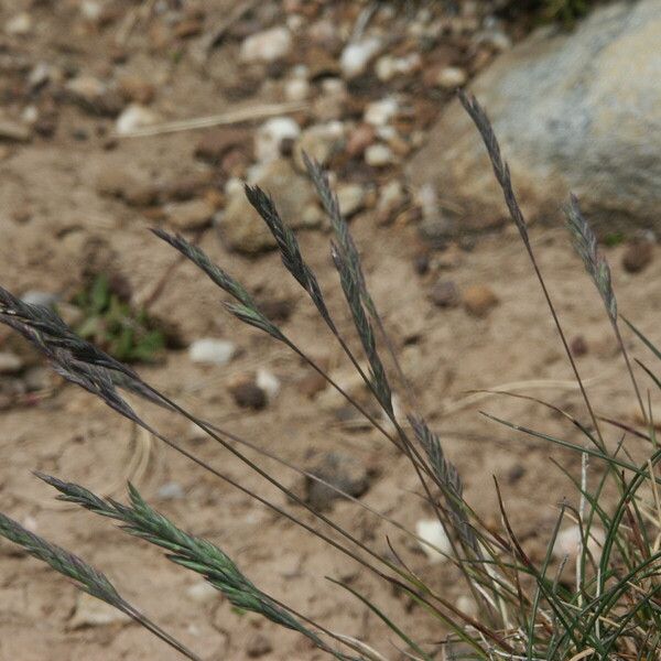 Festuca rubra 花