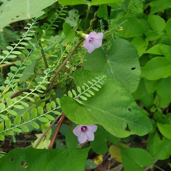 Ipomoea triloba ফুল