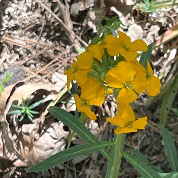 Erysimum asperum Flower