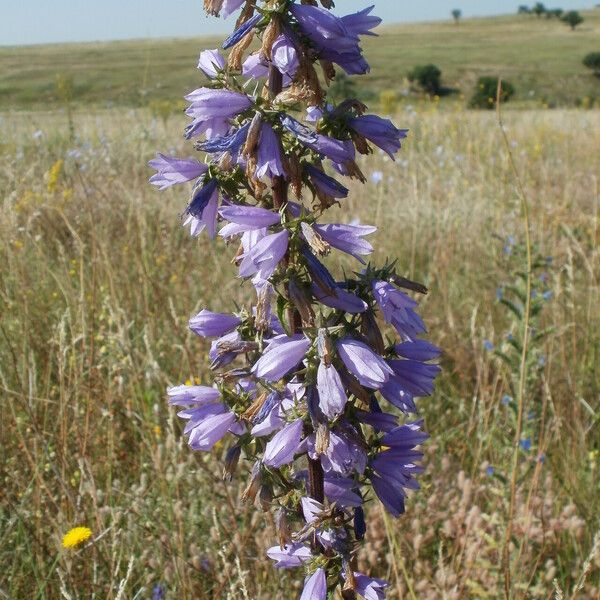 Campanula bononiensis Õis