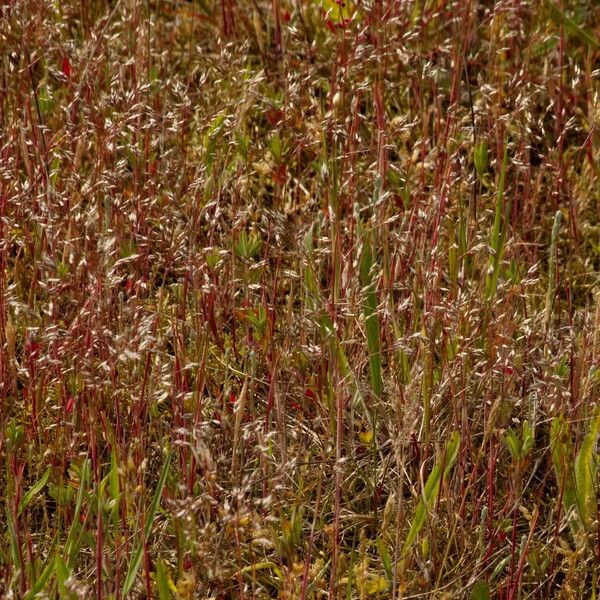 Aira caryophyllea Habitus