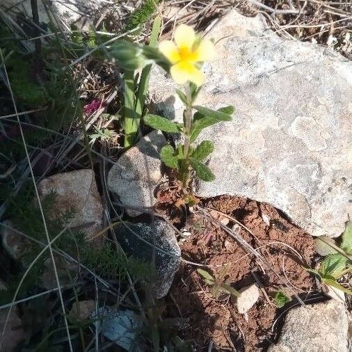 Helianthemum salicifolium Floare