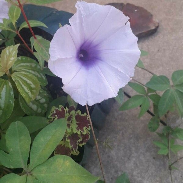 Ipomoea cairica Blomma