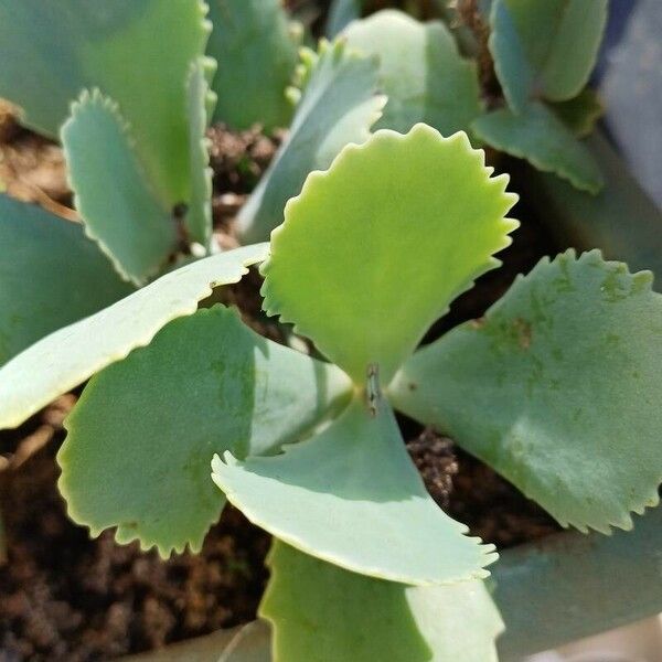 Kalanchoe marmorata Лист