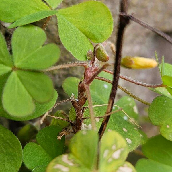 Oxalis stricta Bark