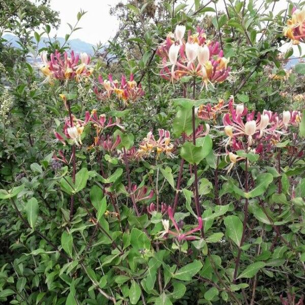 Lonicera etrusca Συνήθη χαρακτηριστικά