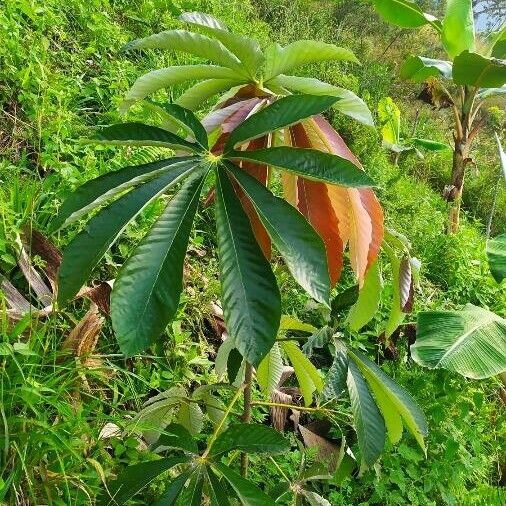 Pourouma cecropiifolia Folha