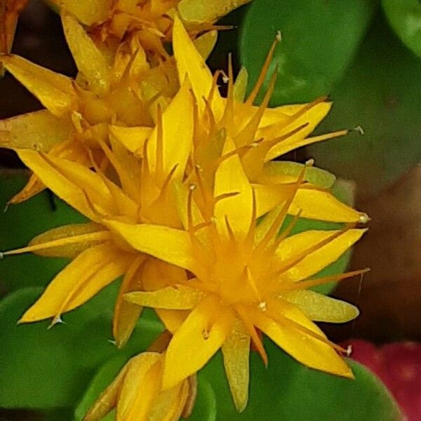 Sedum palmeri പുഷ്പം