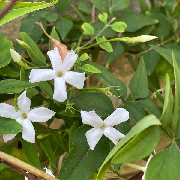 Jasminum officinale Buveinė