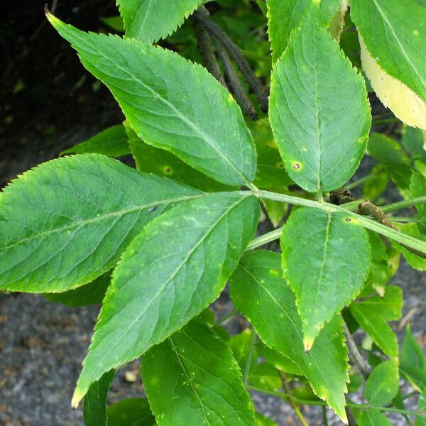 Sambucus nigra Lapas