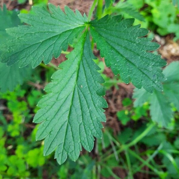 Potentilla norvegica Blad