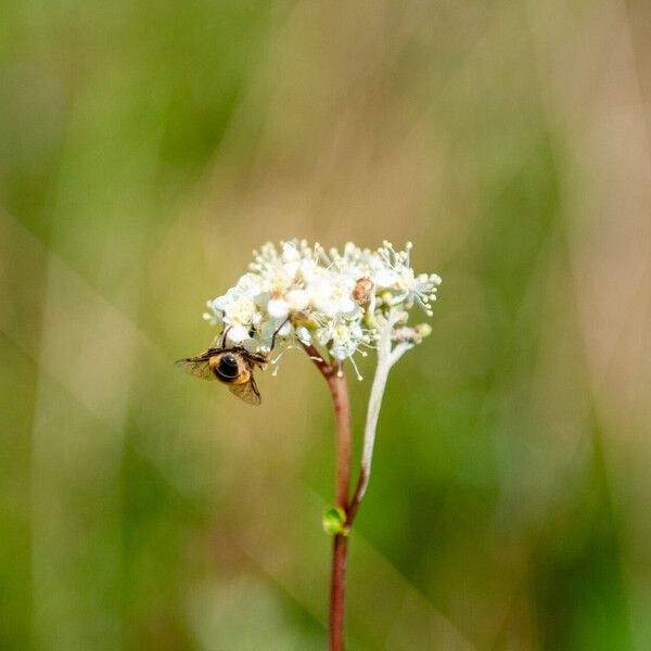 Filipendula ulmaria Žiedas