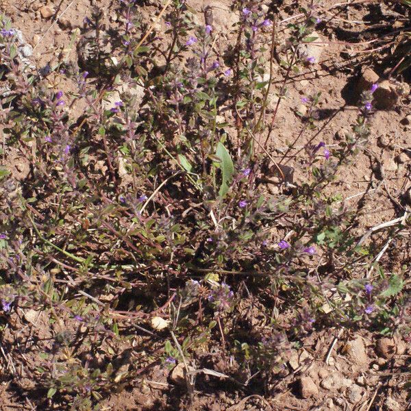 Clinopodium acinos Pokrój