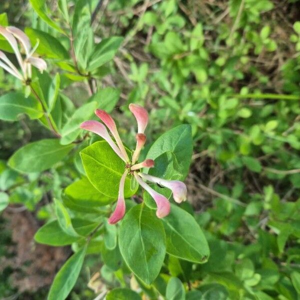 Lonicera caprifolium Flower