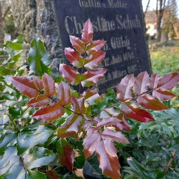 Berberis aquifolium Folha