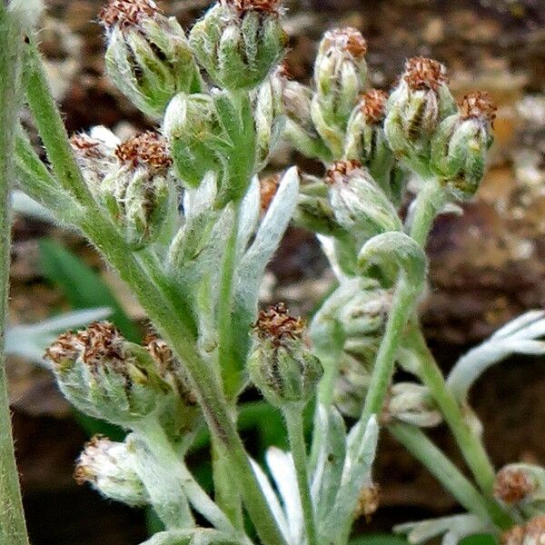 Artemisia umbelliformis ফুল