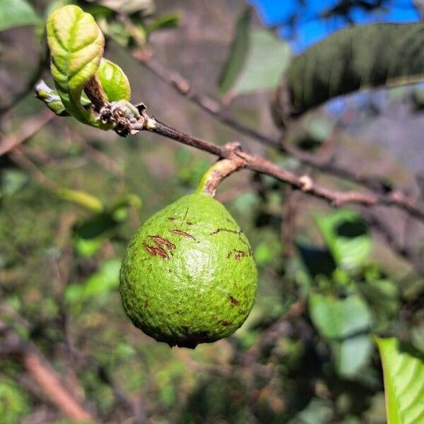 Psidium guajava Meyve