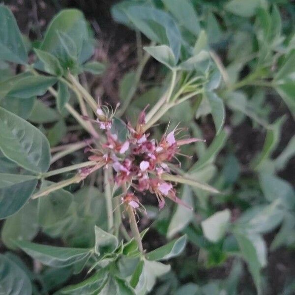 Polanisia dodecandra Flower