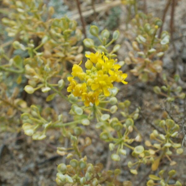 Alyssum serpyllifolium Other