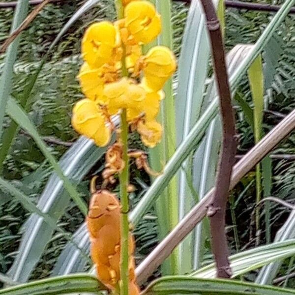 Senna alata Flower