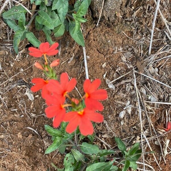 Crossandra massaica Žiedas