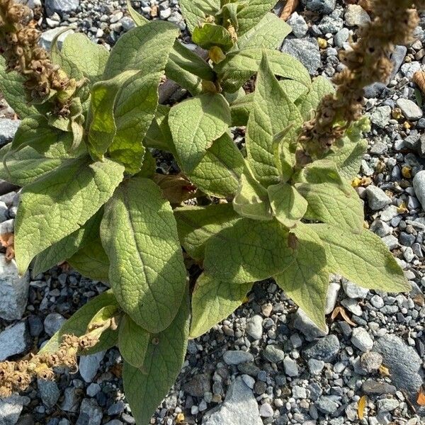 Verbascum phlomoides Leaf