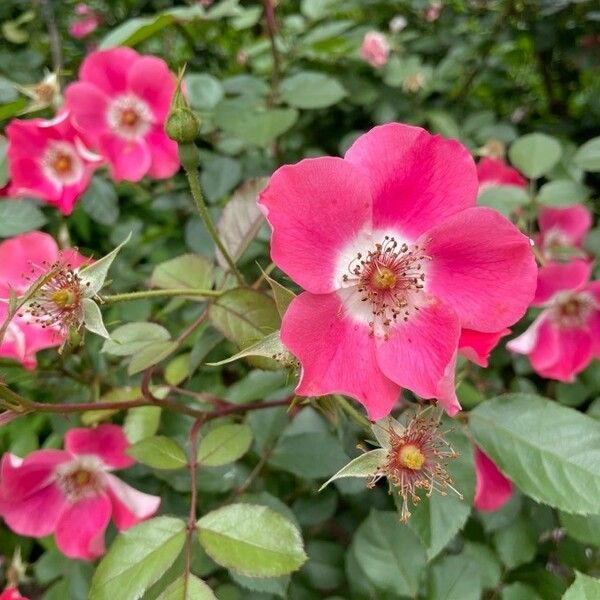 Rosa pendulina Flower