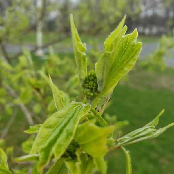 Acer buergerianum Flower