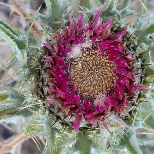 Carlina lanata Kvet