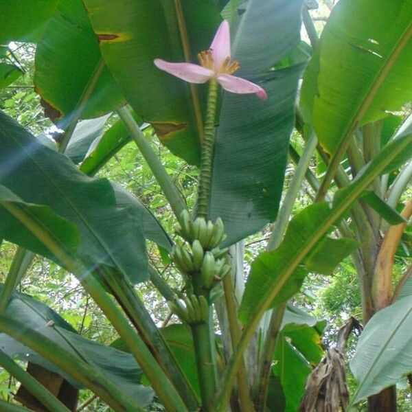 Musa ornata Blüte