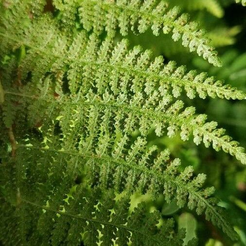 Dennstaedtia punctilobula Lapas