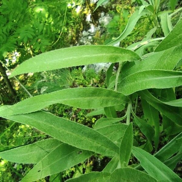 Centaurea triumfettii 葉