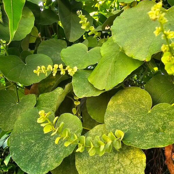 Cissampelos pareira Leaf